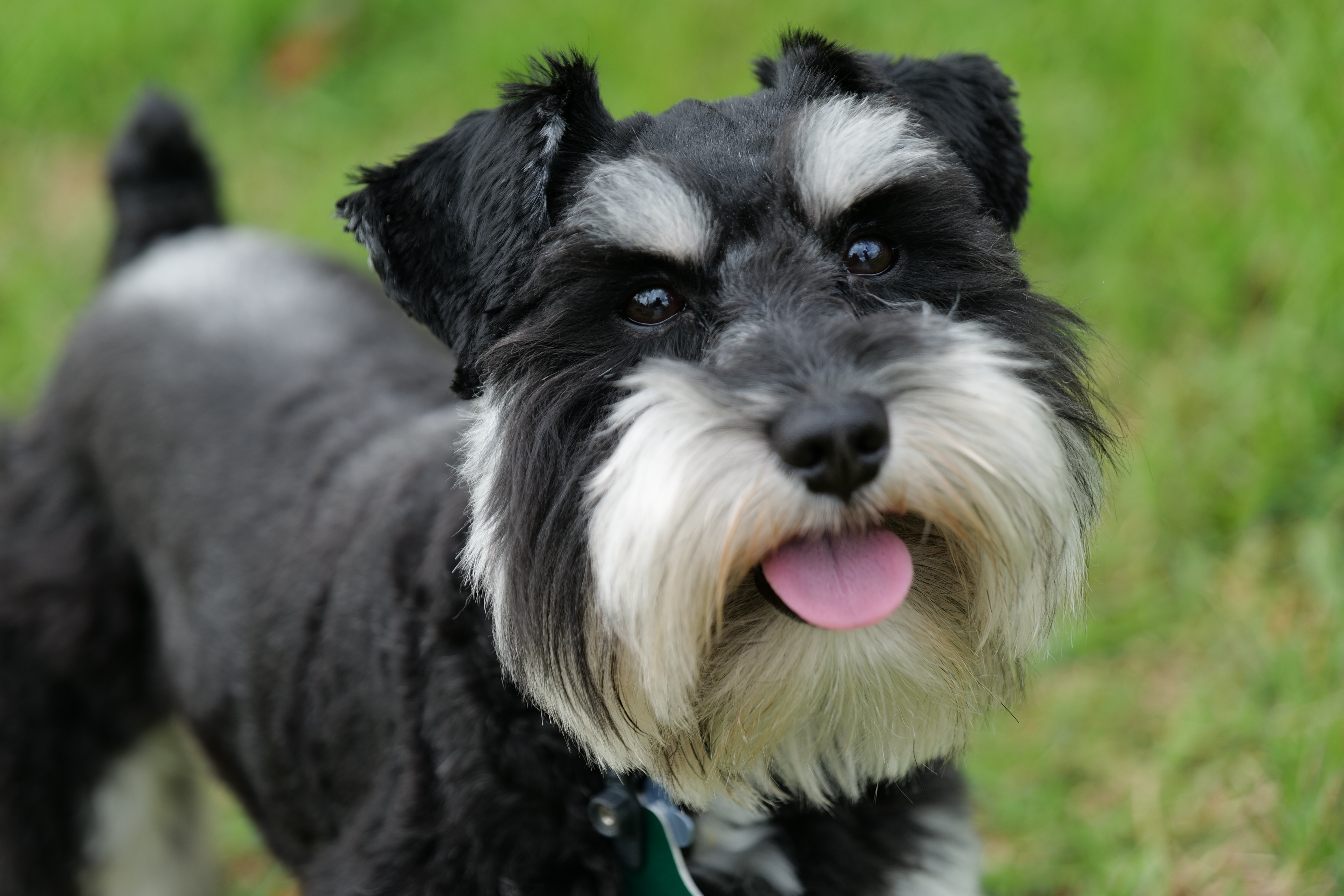 Pets cannot spread coronavirus, but they can bring joy during stressful times 